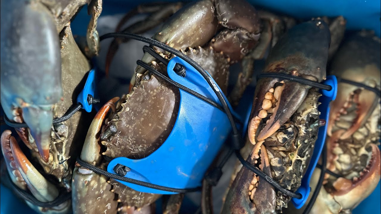 GIANT MUD CRAB in WINTER!! CRAB POT QUALITY CONTROL!! MANGROVE JACK on plastics