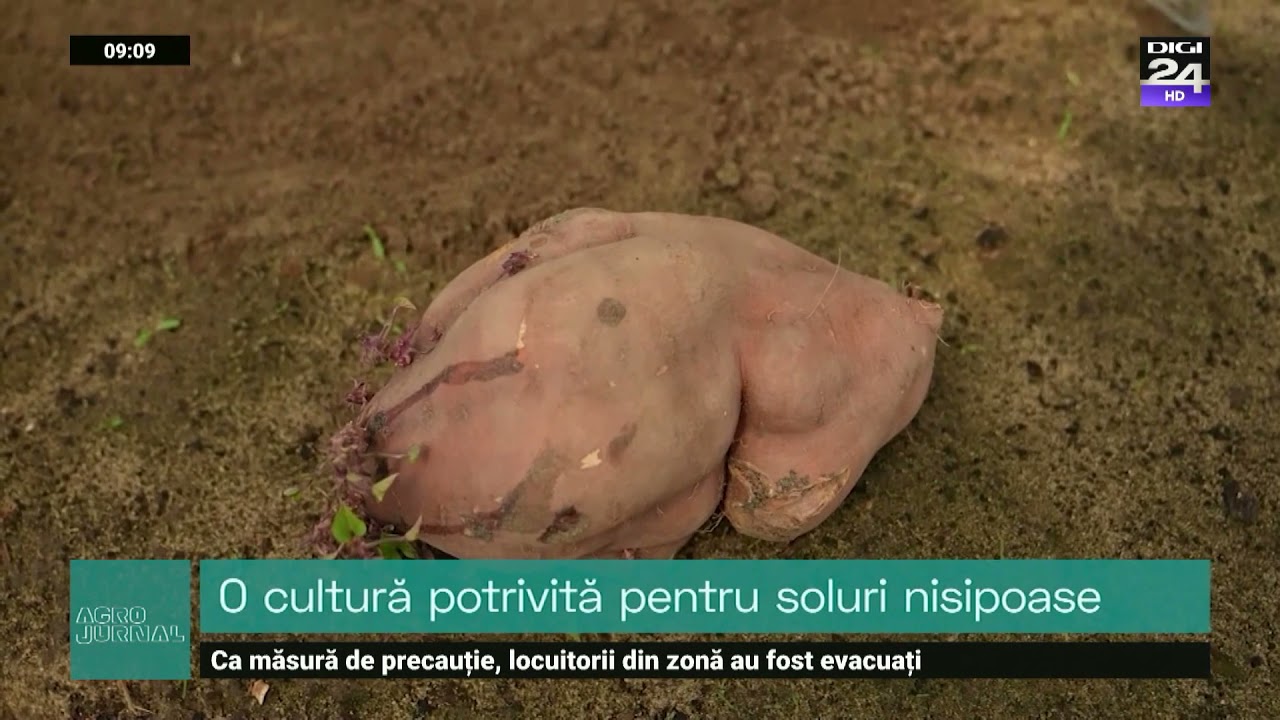Cultura de cartof dulce, afacere profitabilă