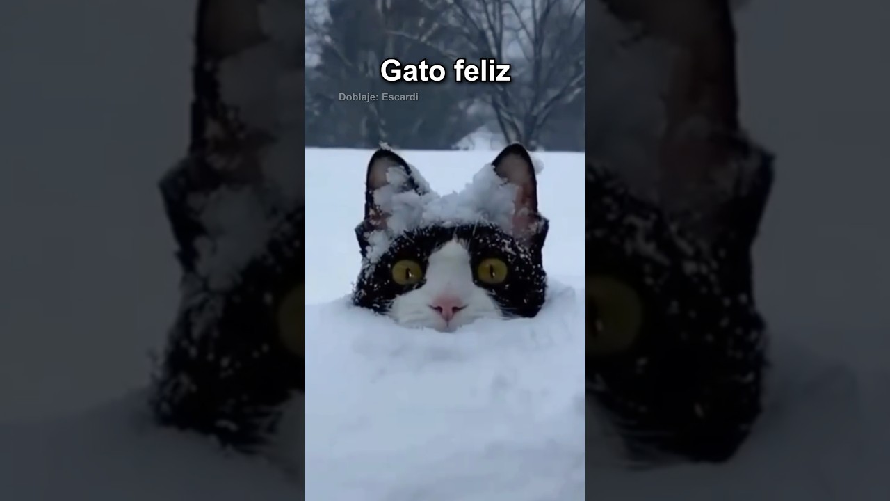 GATO FELIZ