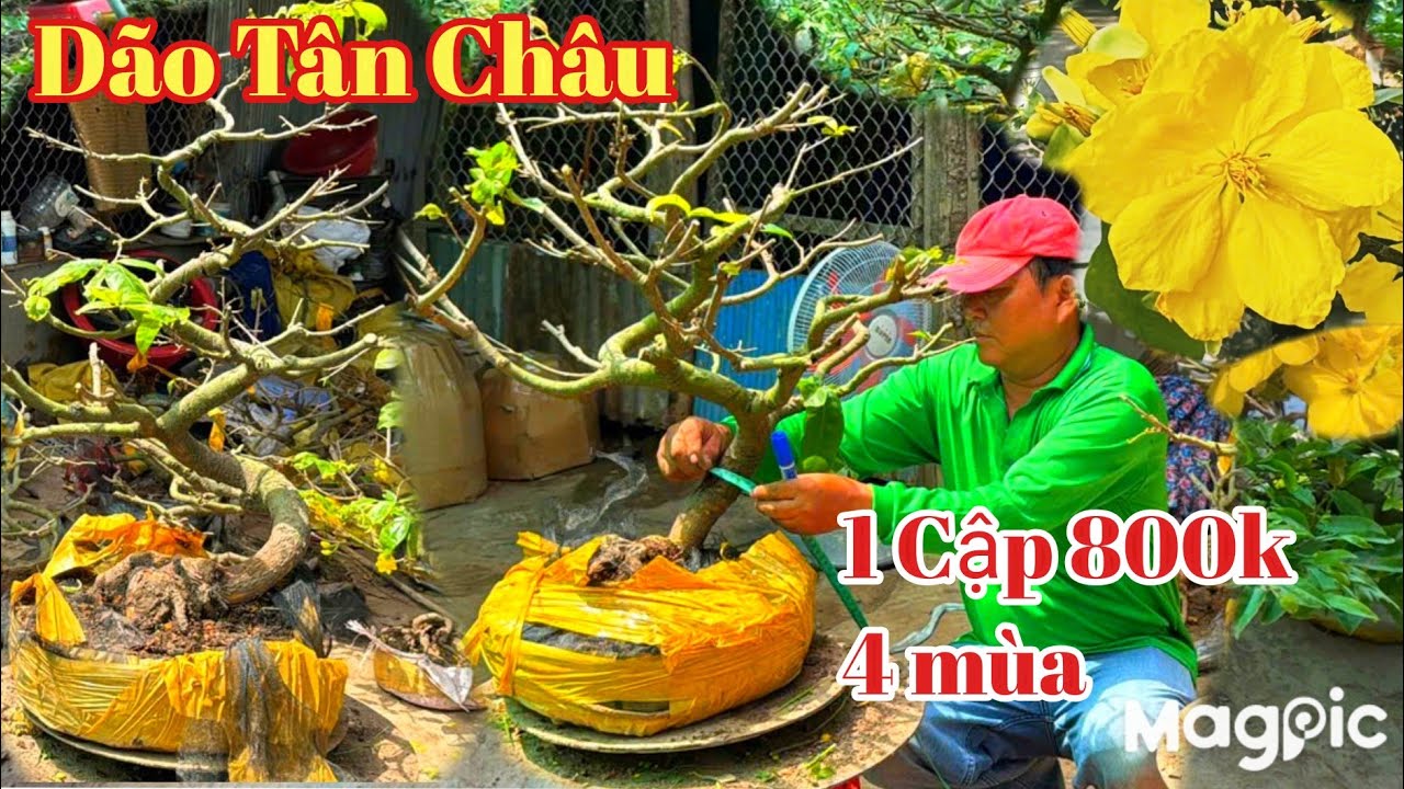 A Lý Zalo 👉 Zalo 0947678759  Gl vườn mai vàng dão Tân Châu giá cực rẻ tại AG 