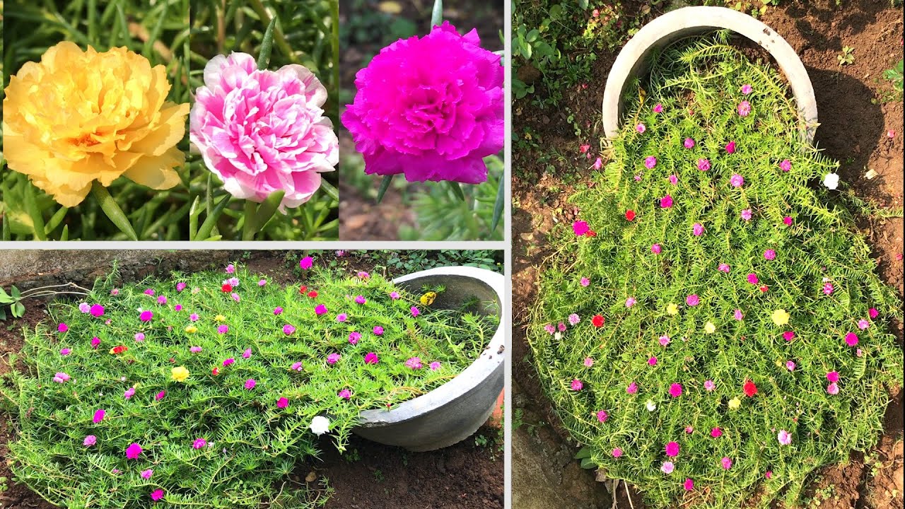 Цветет десять часов в стиле Garden & House
