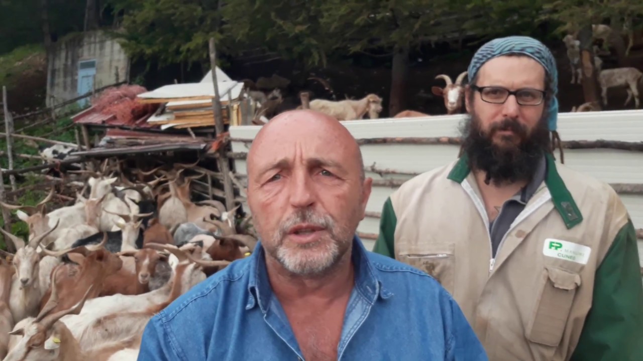 CANI ANTI LUPO: Testimonianza di Andrea - Pastore Della Valle Susa (TO)