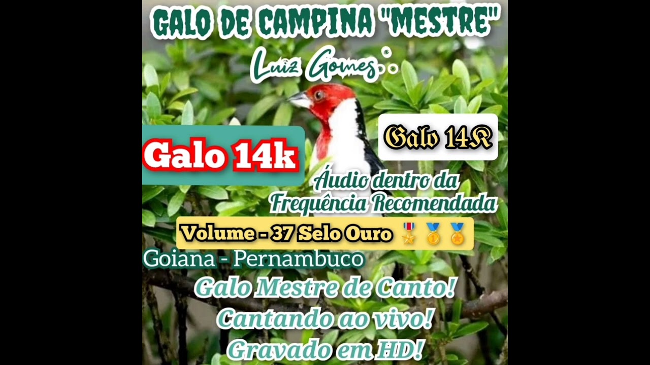 Galo de Campina 