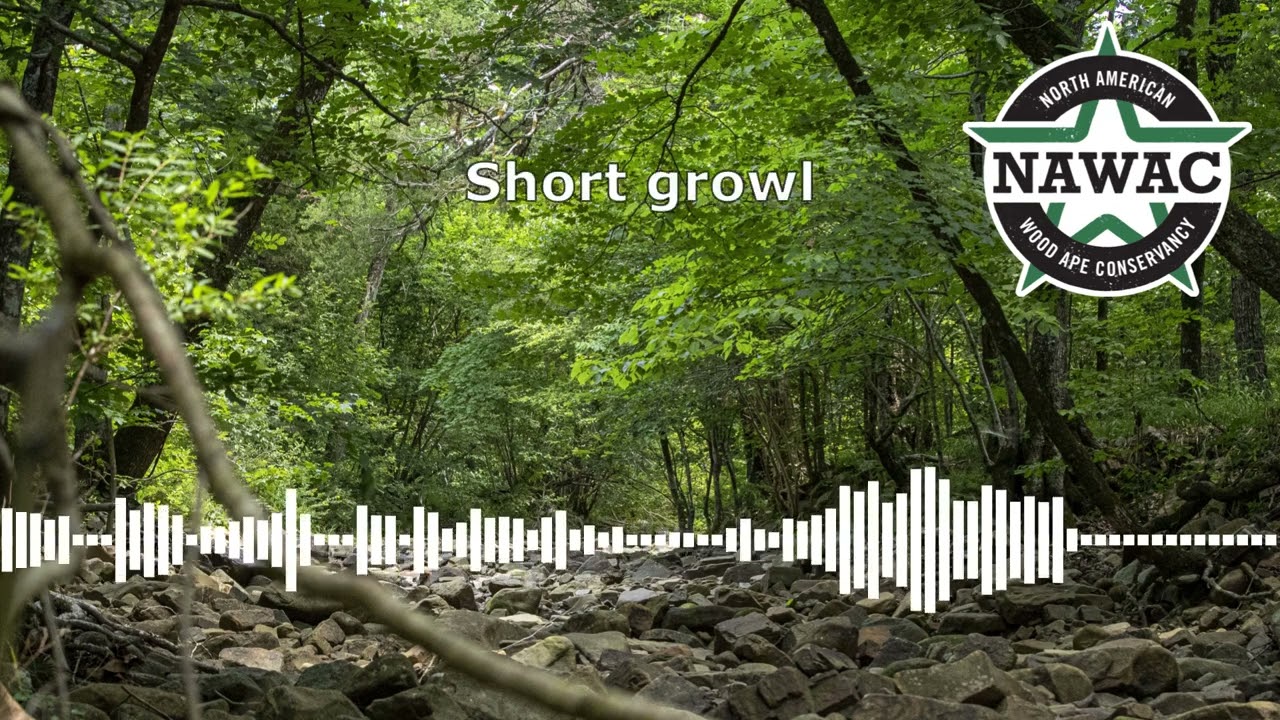 NAWAC Bigfoot/Sasquatch Audio Recordings: Growl, faux speech