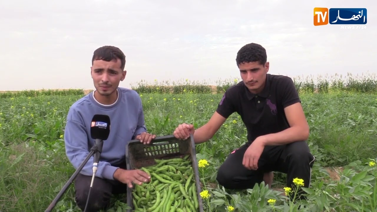 خنشلة: إنتاج قياسي للخضروات بصحراء النمامشة بسواعد الفلاحين رغم الصعوبات