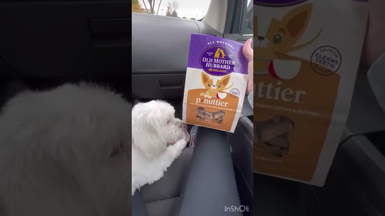 Pet smart!!! 🦜 #animals #notsponsored #dog #fyp #petsmart #fun #funny #animals #likesharesubscribe