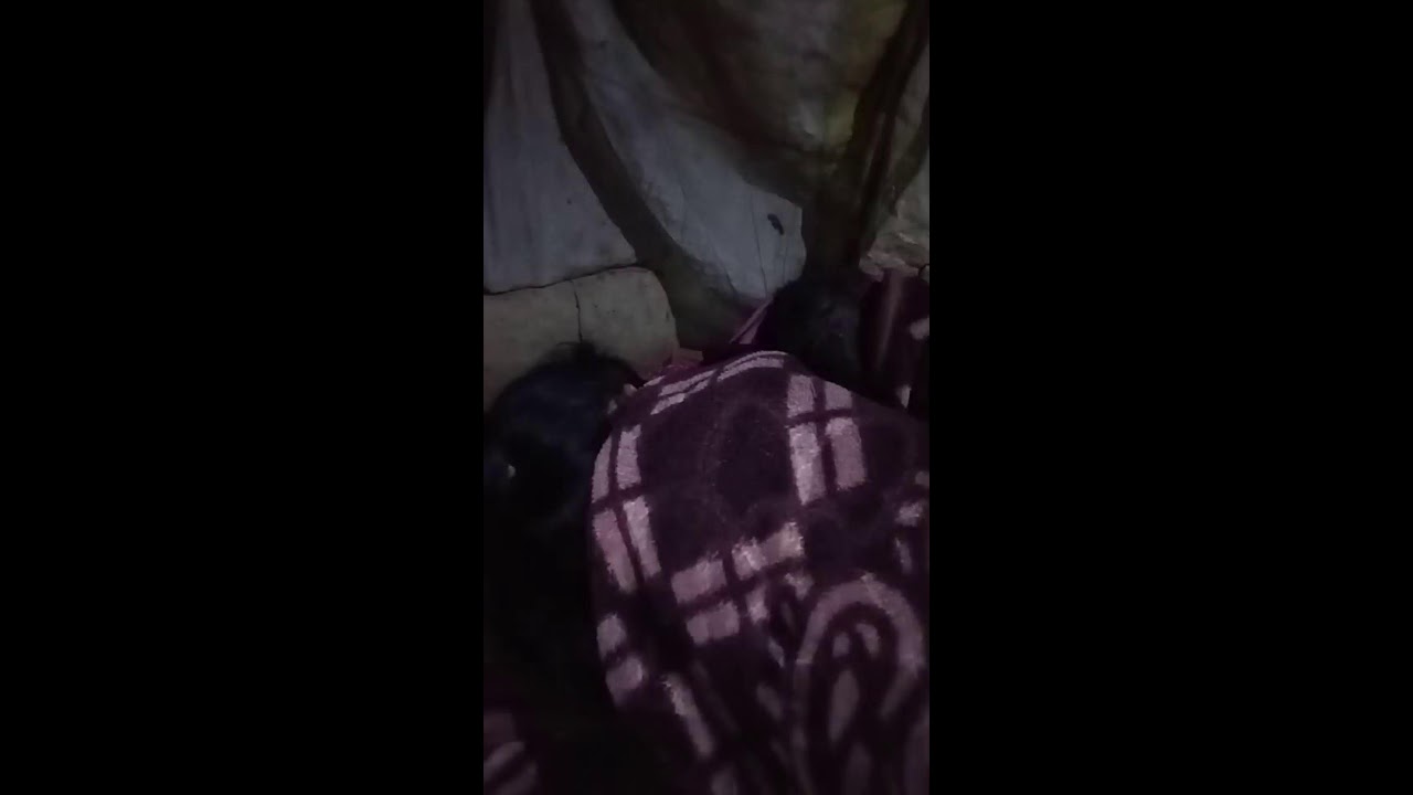 Rinki pal सीतापुरिया लाइव है!