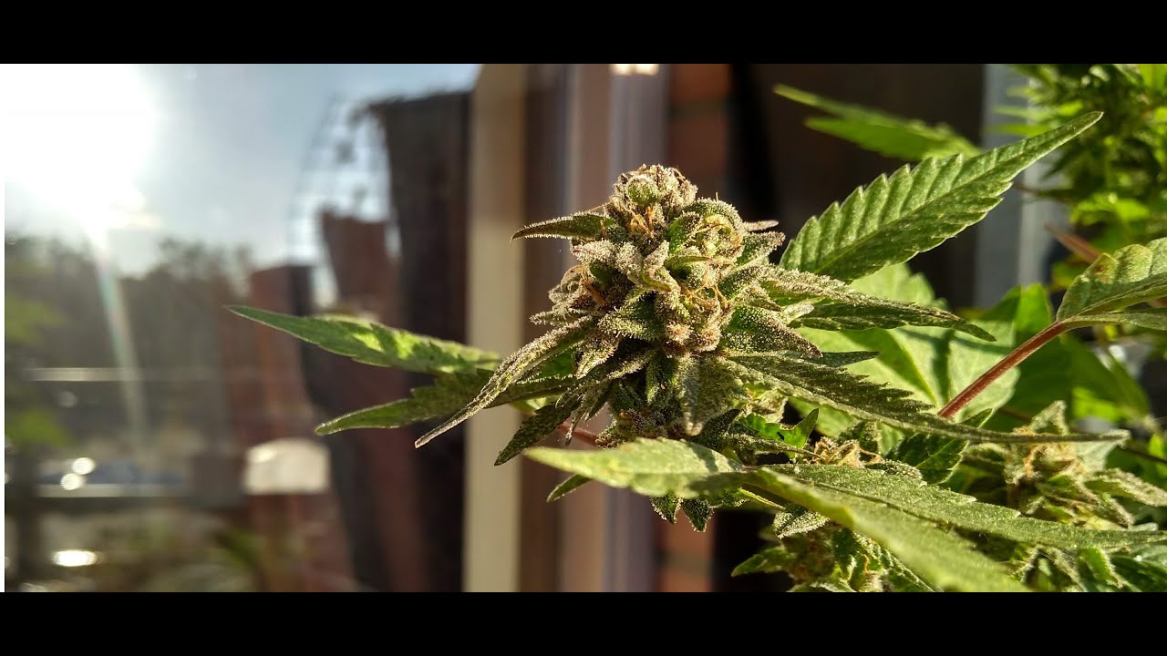 Royal Queen Seeds - Haze Berry Reveg Timelapse