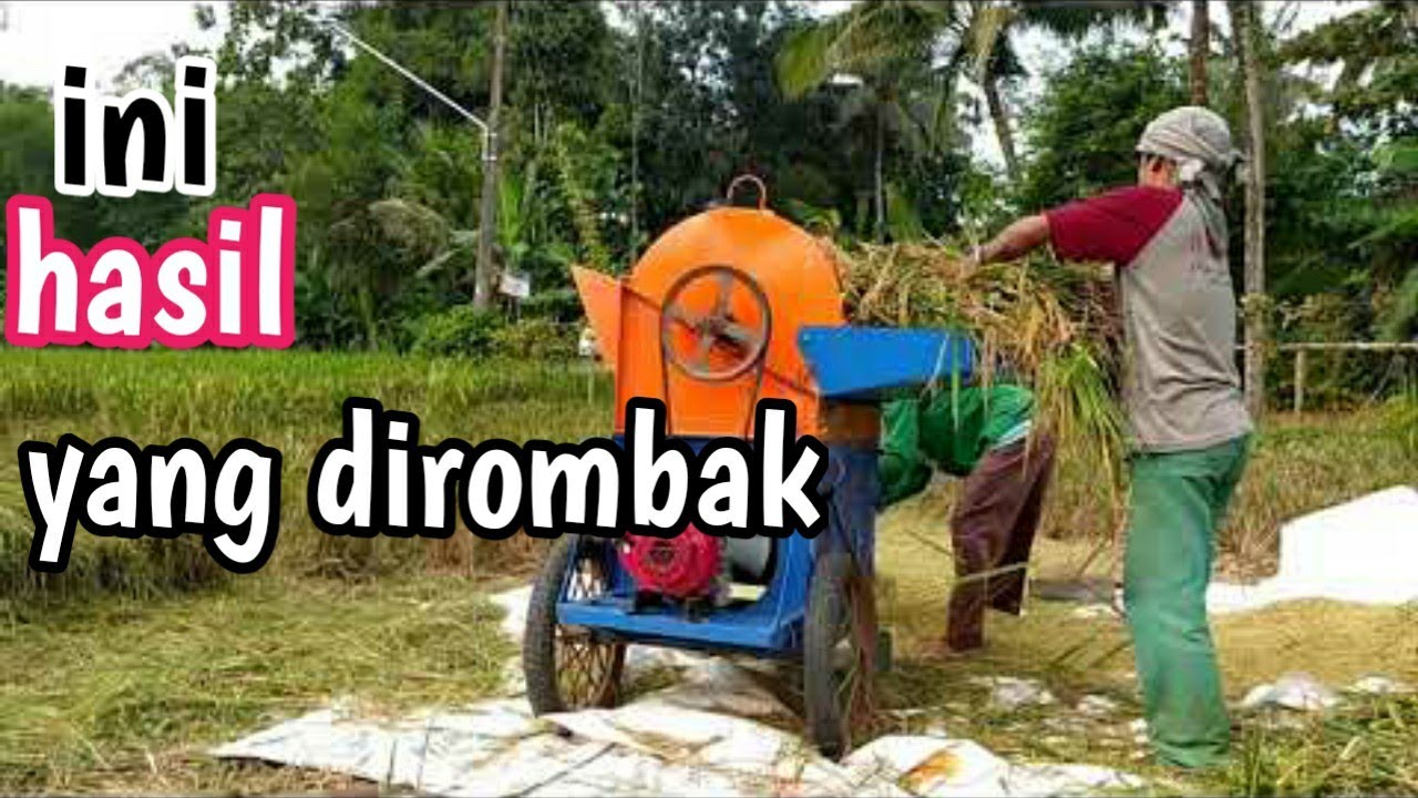 Cek hasil mesin perontok padi/thresher rombakan