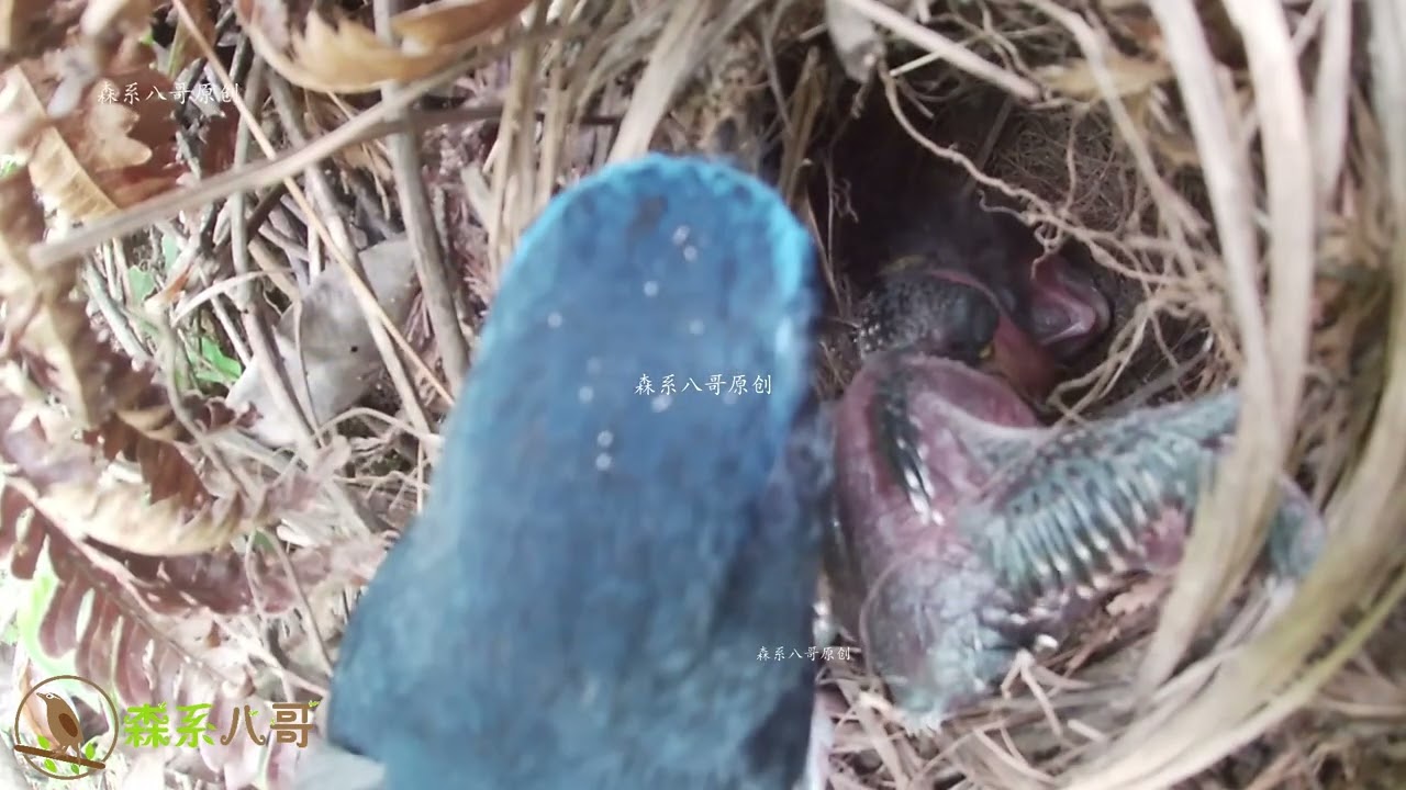 The cuckoo bird pushed the little bird out of nest and also fell down杜鹃鸟的报应来了，把小鸟推出窝外，自己也掉下去了