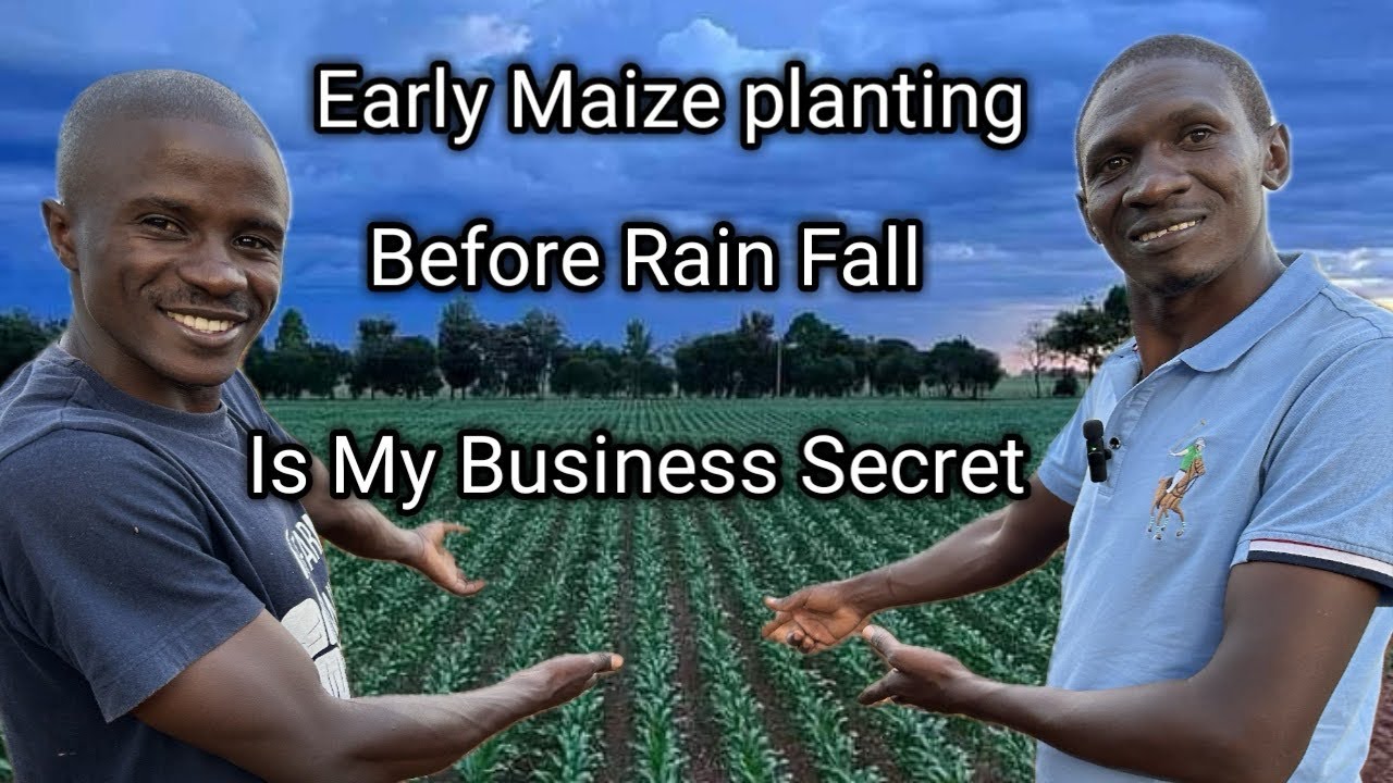 Early Maize planting before rain onset is my strategy lowering production cost & realizing profit
