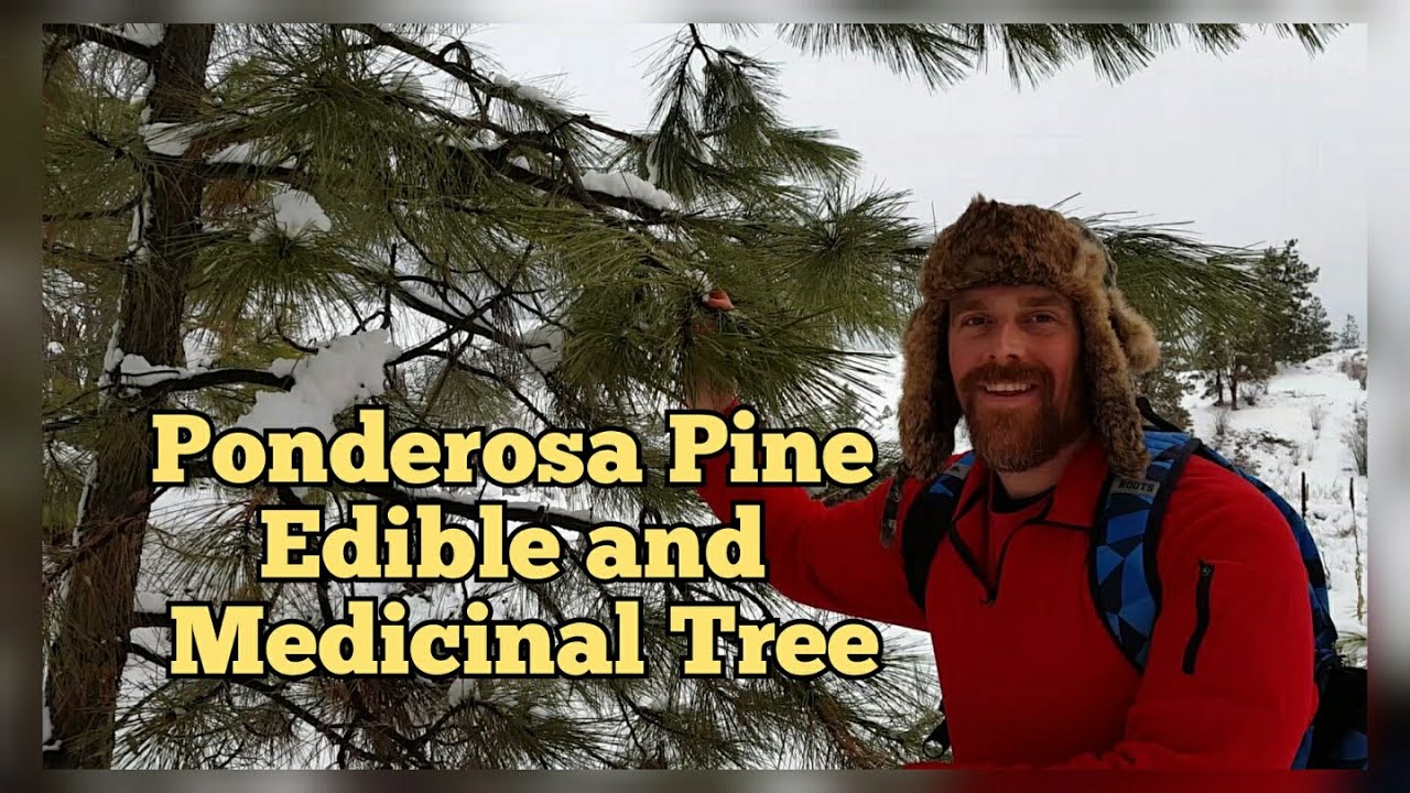 Ponderosa Pine - Edible and Medicinal Tree Description and Identification