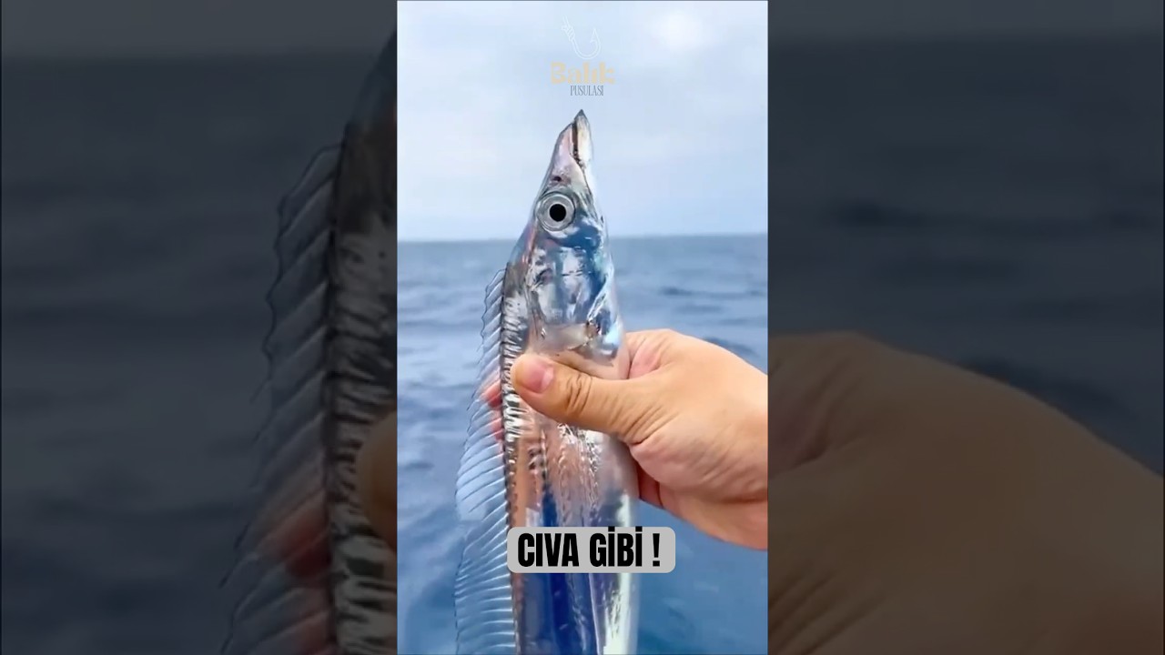Cıva Gibi Parlayan balık-KAYIŞ BALIĞI 🐟  