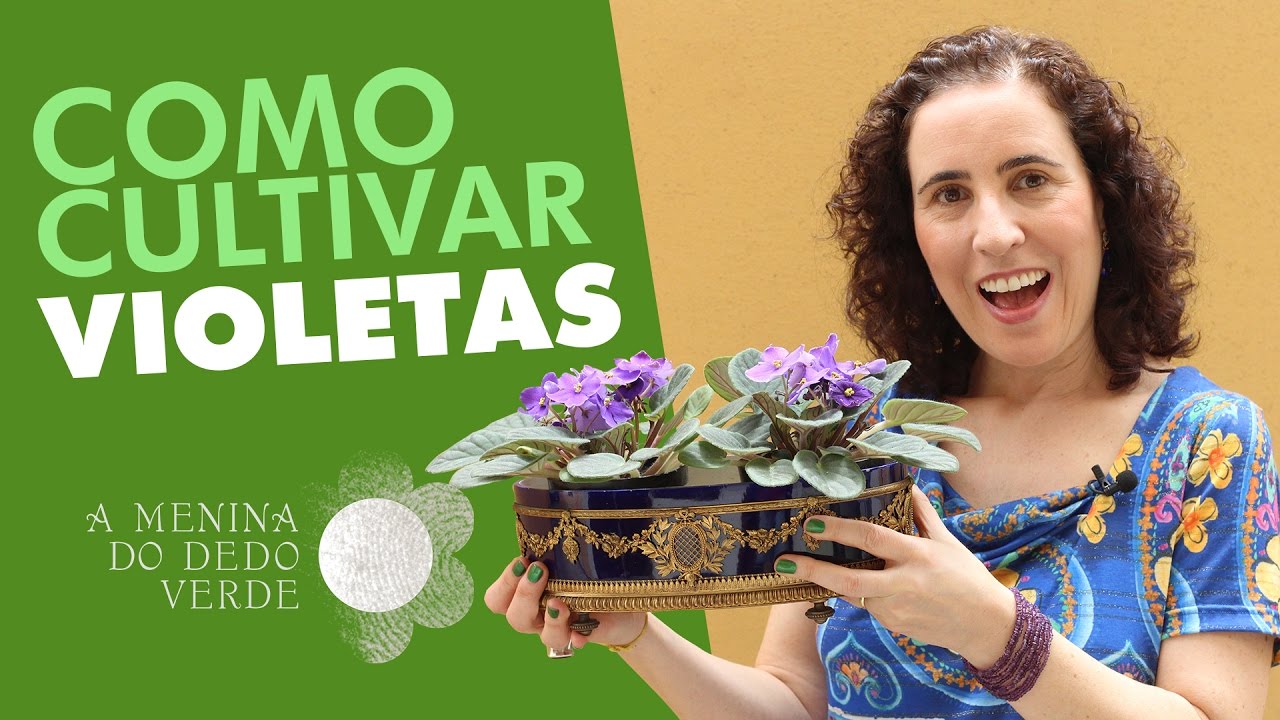 Nô Figueiredo Ensina Como Cultivar Violetas