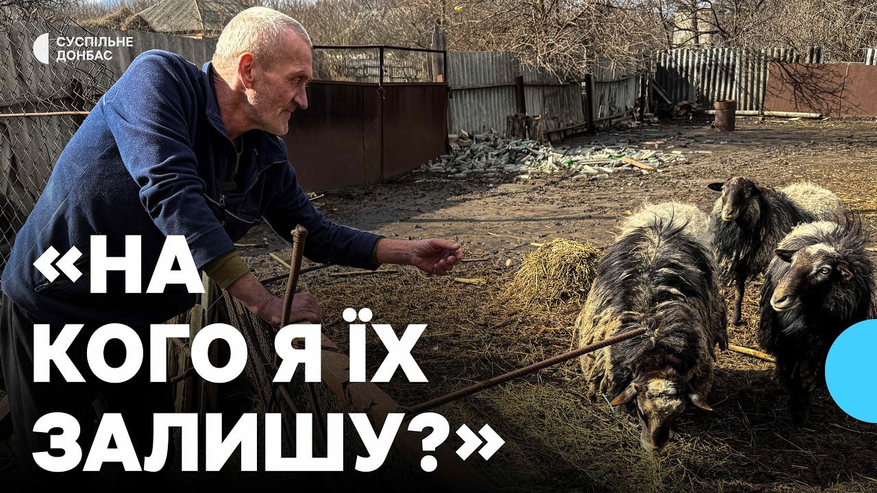 «Вибух — падають, під стінку ховаються». Як живуть барани біля фронту на Донеччині