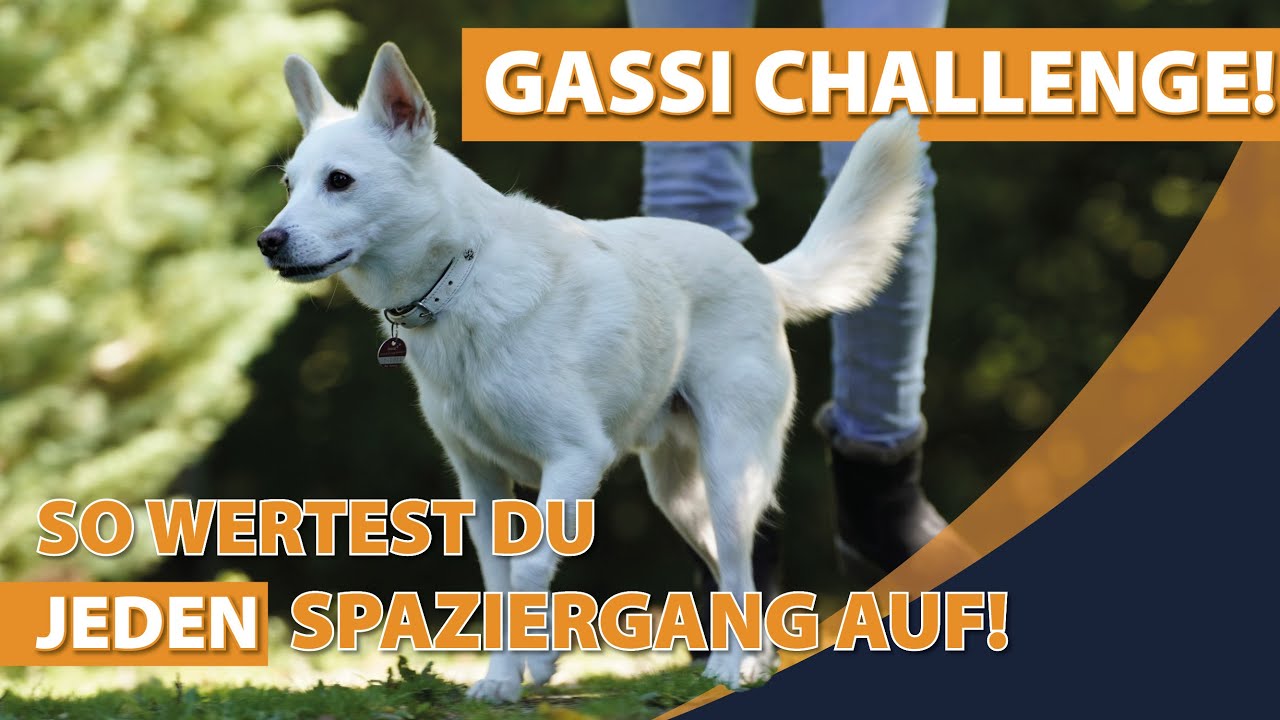 Gassi Challenge - 3 Übungen für eine bessere Qualität auf Spaziergängen