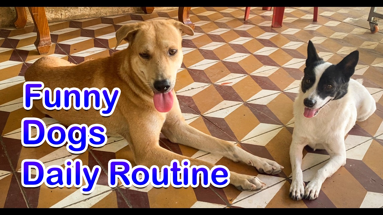 Funny Dogs Daily Routine  | Cute & Hilarious Dog Moments
