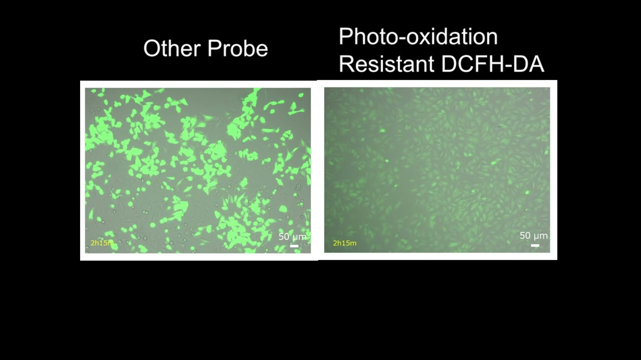 ROS Assay Kit &ndash;Photo-oxidation Resistant DCFH-DA-