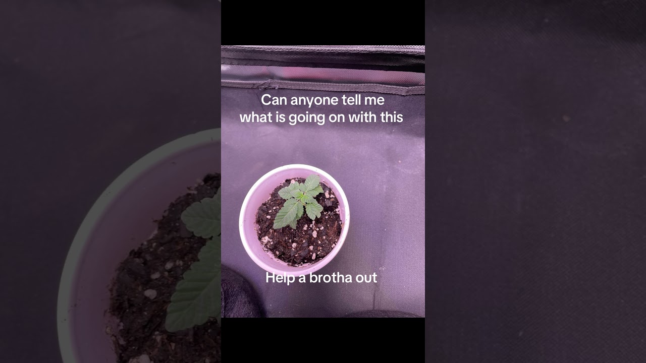 Help need advice #plants #growerscommunity