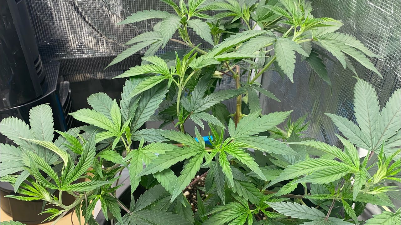 Clone to flower