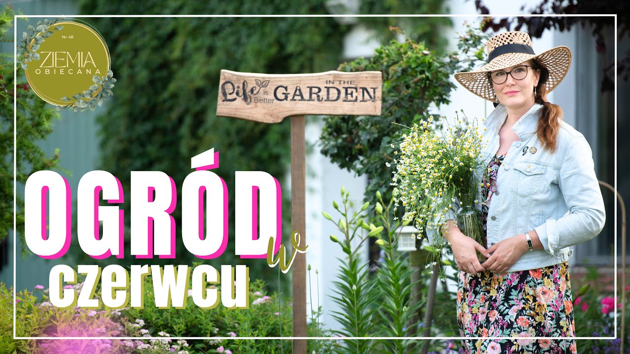 OGRÓD w czerwcu - róże, czosnki, kocimiętka, werbena, rododendron, bodziszek i wiele innych