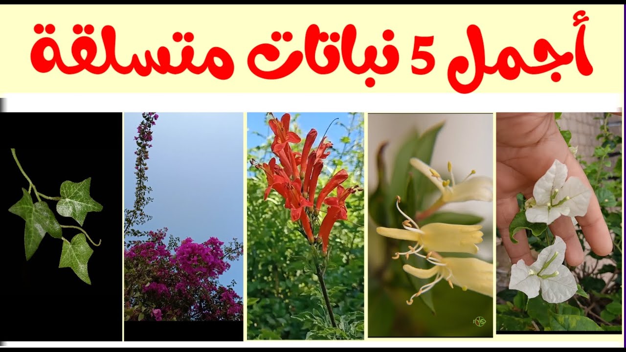 أفضل خمسة نباتات متسلقة دائمة الخضرة و سريعة النمو و مزهرة لتغطية حائط و جدار البيت و سياج الحديقة.