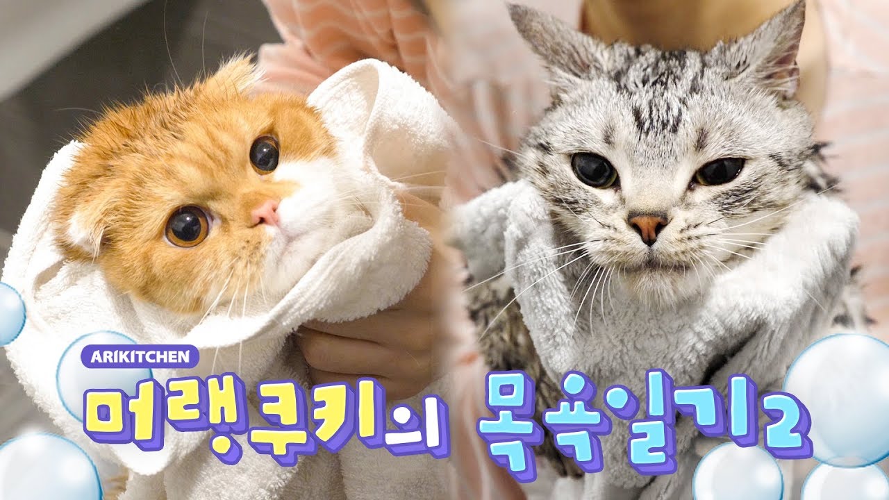고양이 목욕은 전쟁입니다.. ㅠ.ㅠ - Ari Kitchen(아리키친)