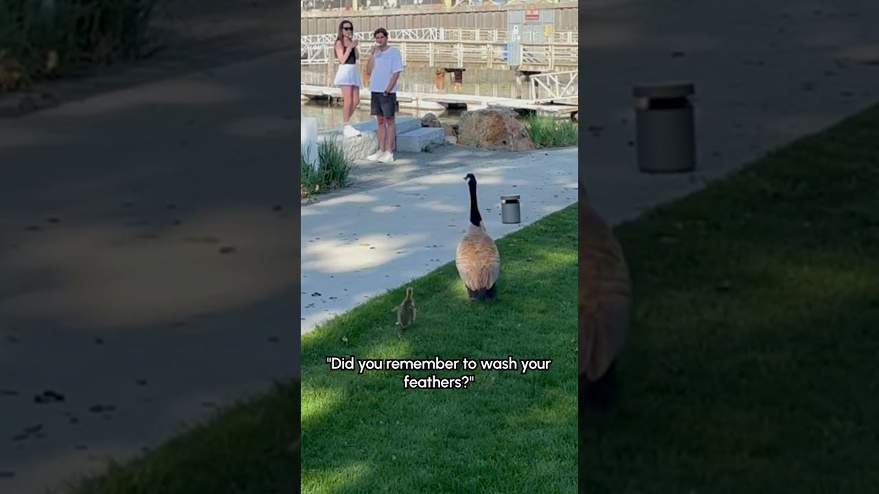 Goose Mom Waits Very Patiently For Her Baby To Be Done Playing In The Grass 🥰