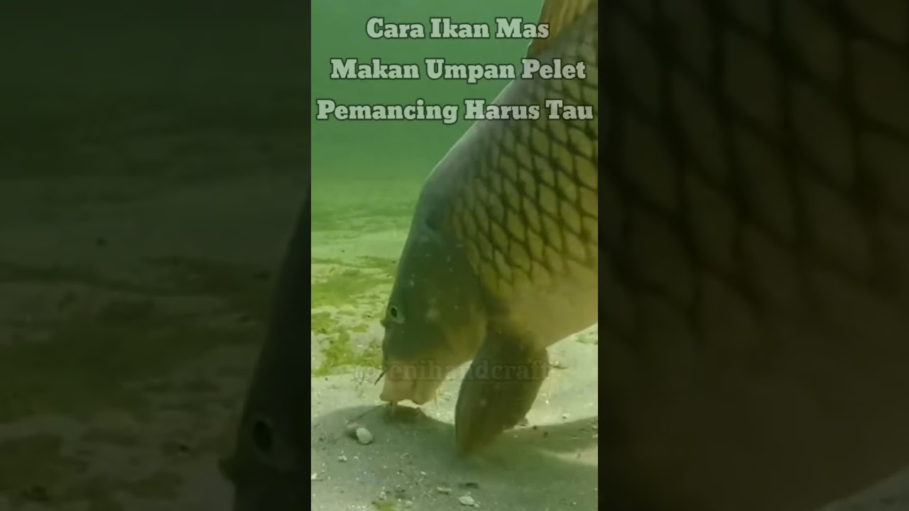 Cara Ikan MAS Makan di Dalam Air❗Umpan Pelet #fishing #mancing #shorts
