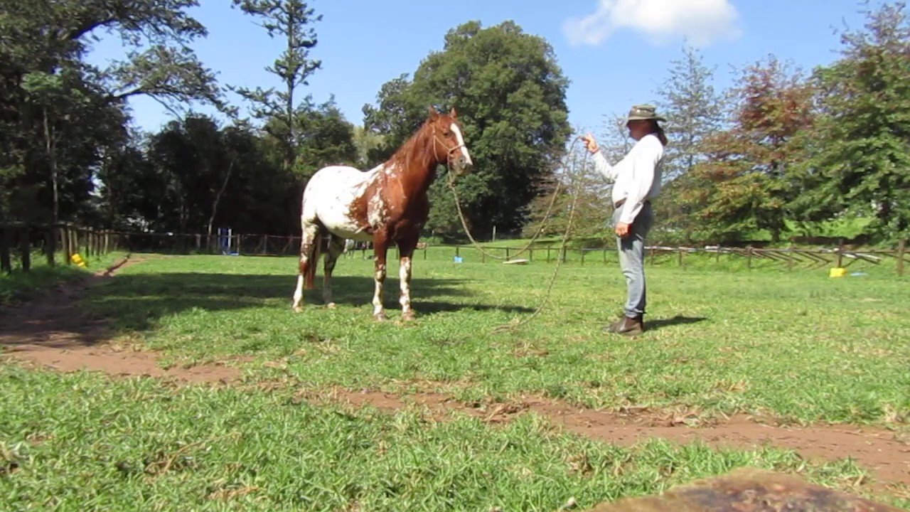 Groundwork for a lazy horse