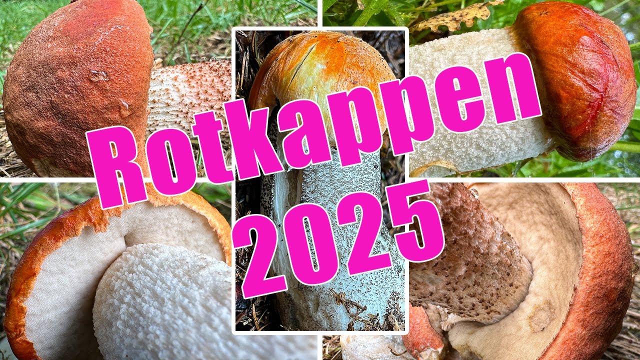 Rotkappen sammeln | Verwechslung, Zubereitung | Espen-, Birken-, Eichen-, Fichtenrotkappe | Leccinum