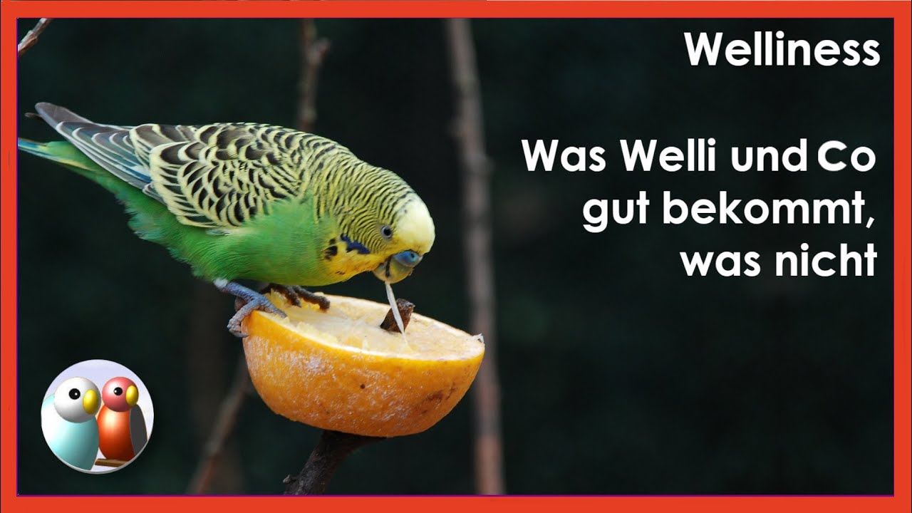 Was ist gesund für Wellensittiche, was nicht