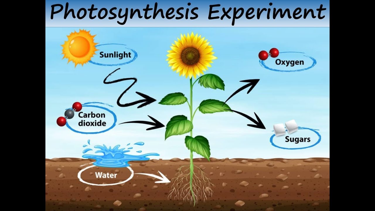Photosynthesis Experiment