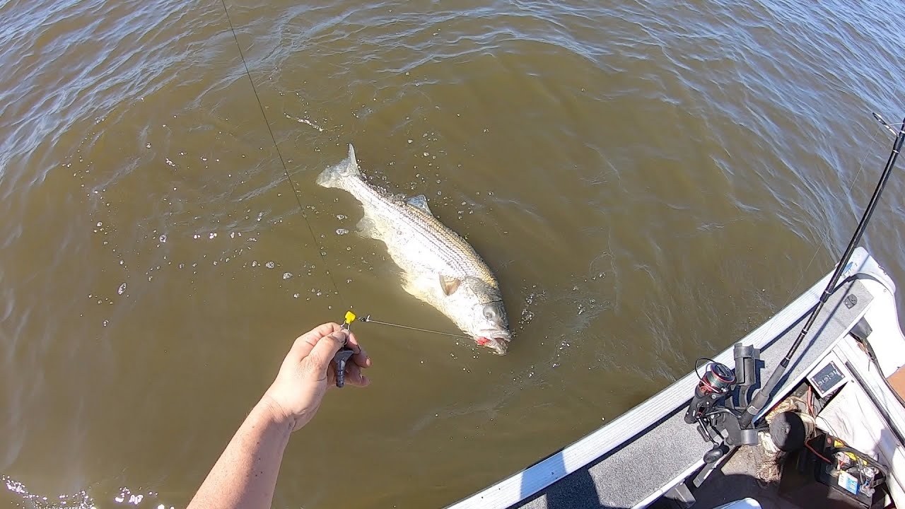 GIANT Pre Spawn Striped Bass Using JUMBO Bloodworms!!! 4/16/24