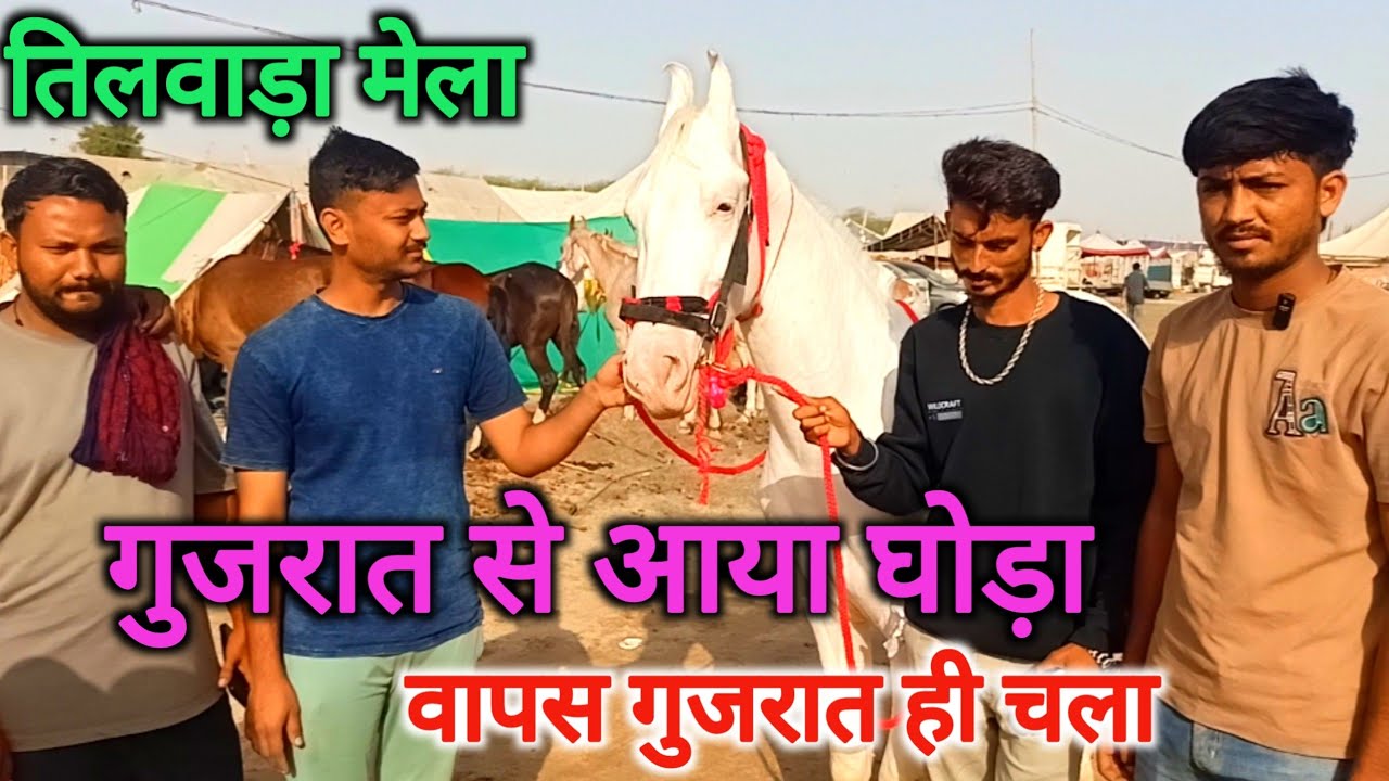 गुजरात से आया घोड़ा वापस गुजरात चला गया