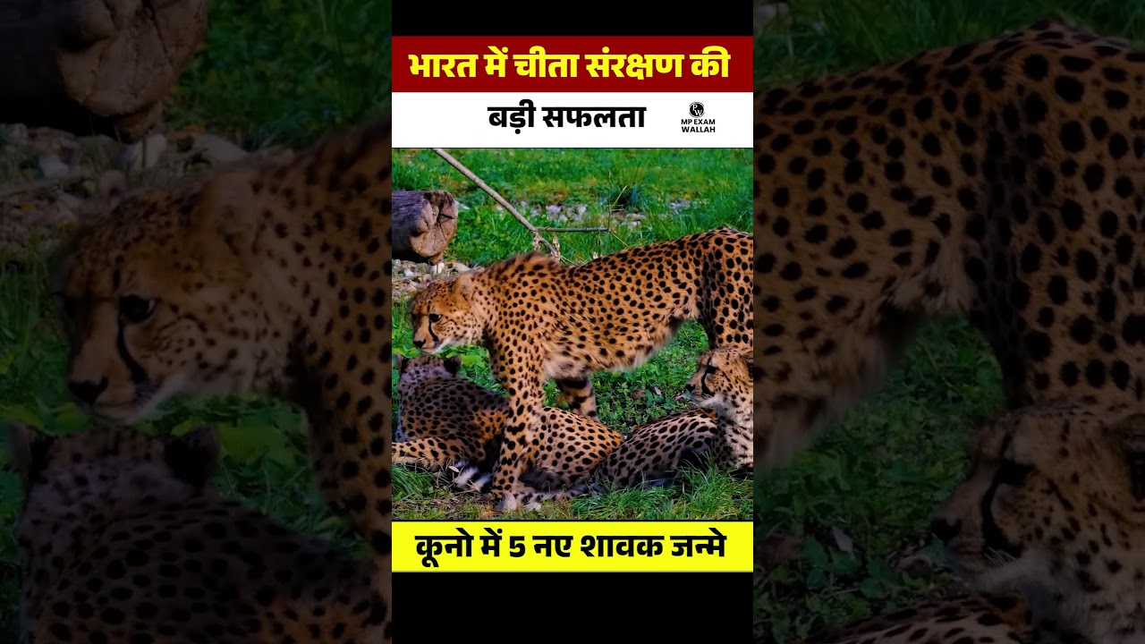 First India-born cheetah gives birth to five cubs at Kuno National Park in MP #projectcheetah #PW