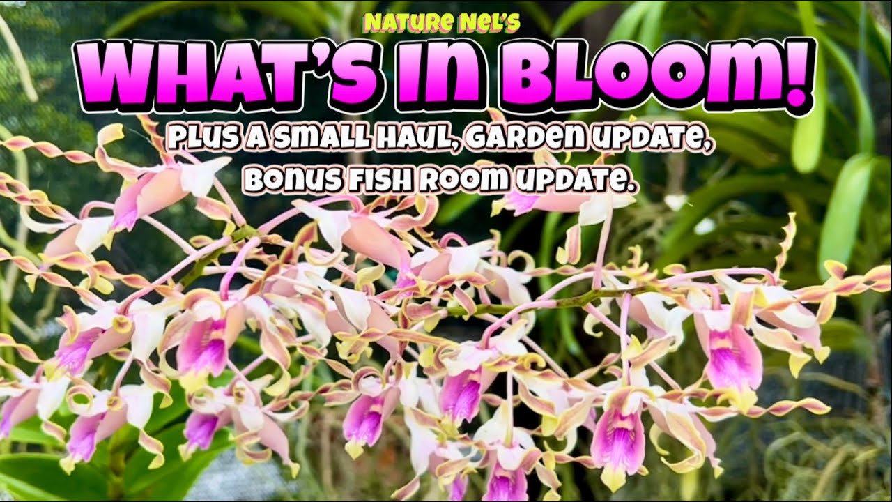 October “What’s In Bloom” in my orchid collection. Plus an orchid and plant haul, garden update.