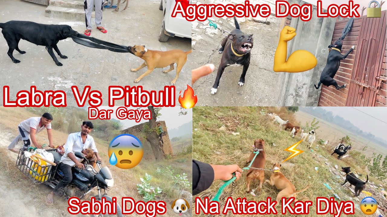 Sabhi Dogs🐶Na Attack Kar Diya 😨||Aggressive Dog Lock🔒||Labra Vs Pitbull 🔥||Sab Dar Gaya 😰#viralvideo