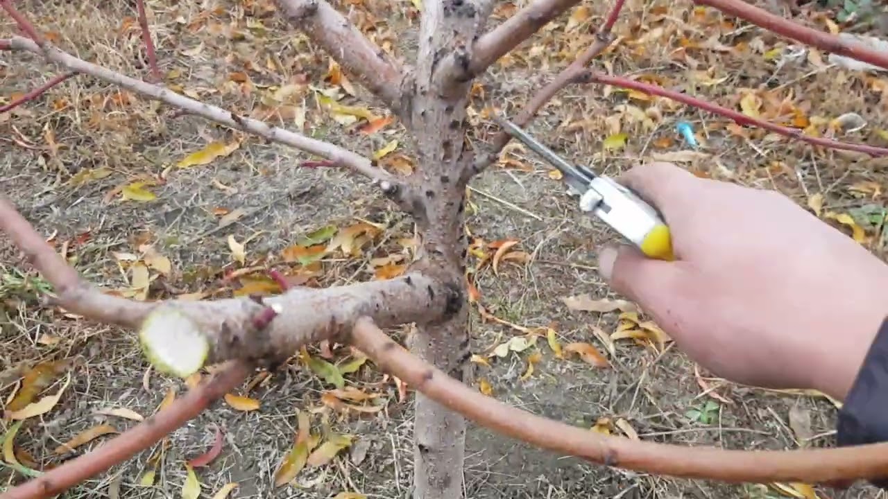 Детальна обрізка Персика,відео довге,дуже хотів все розказати в деталях,подивіться до кінця