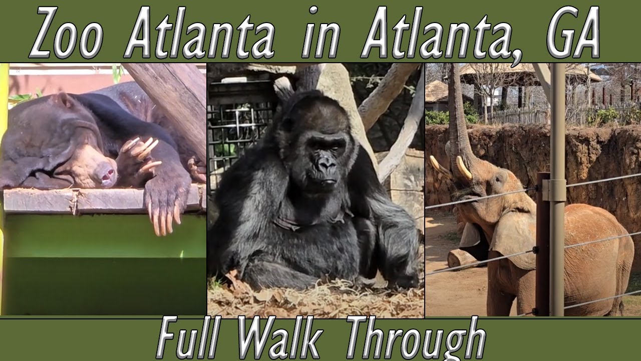 Walk Through: Zoo Atlanta in Atlanta, GA. (Feb. 27th, 2025)
