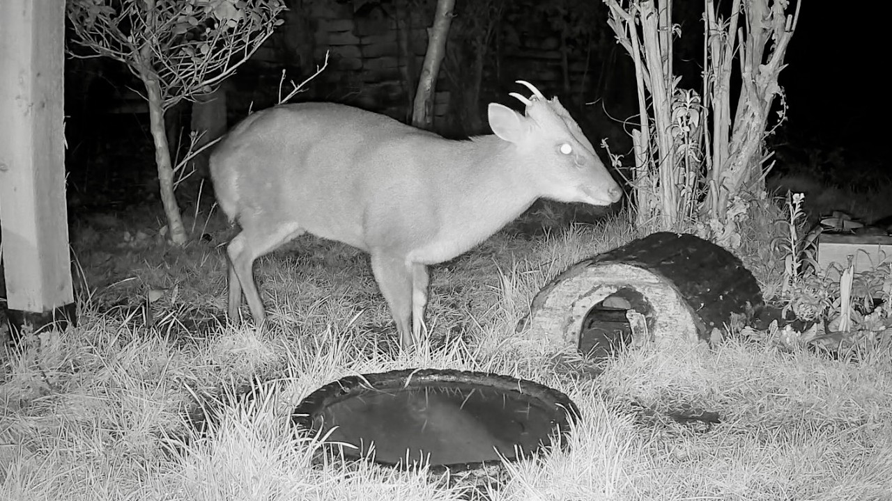 Wild Garden Diary February 4th-5th
