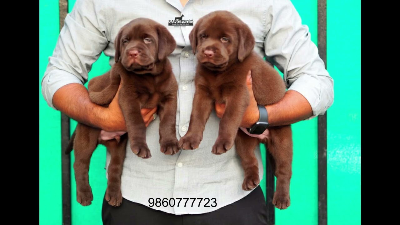 Superb Chocolate Labrador Available 