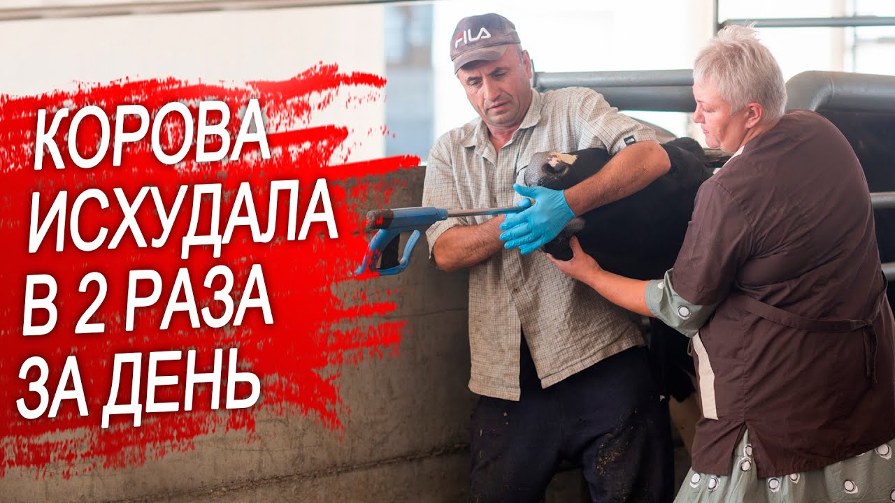 Корова плохо ест. Инородное тело.