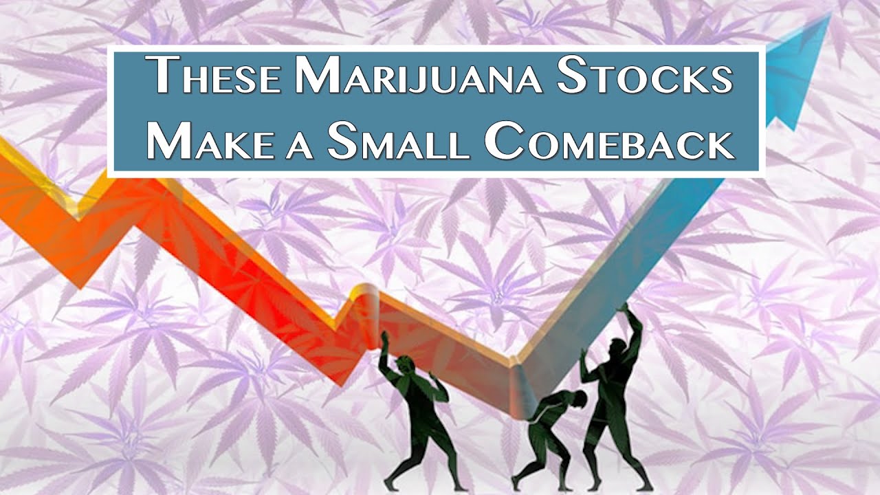 These Marijuana Stocks Make a Small Comeback
