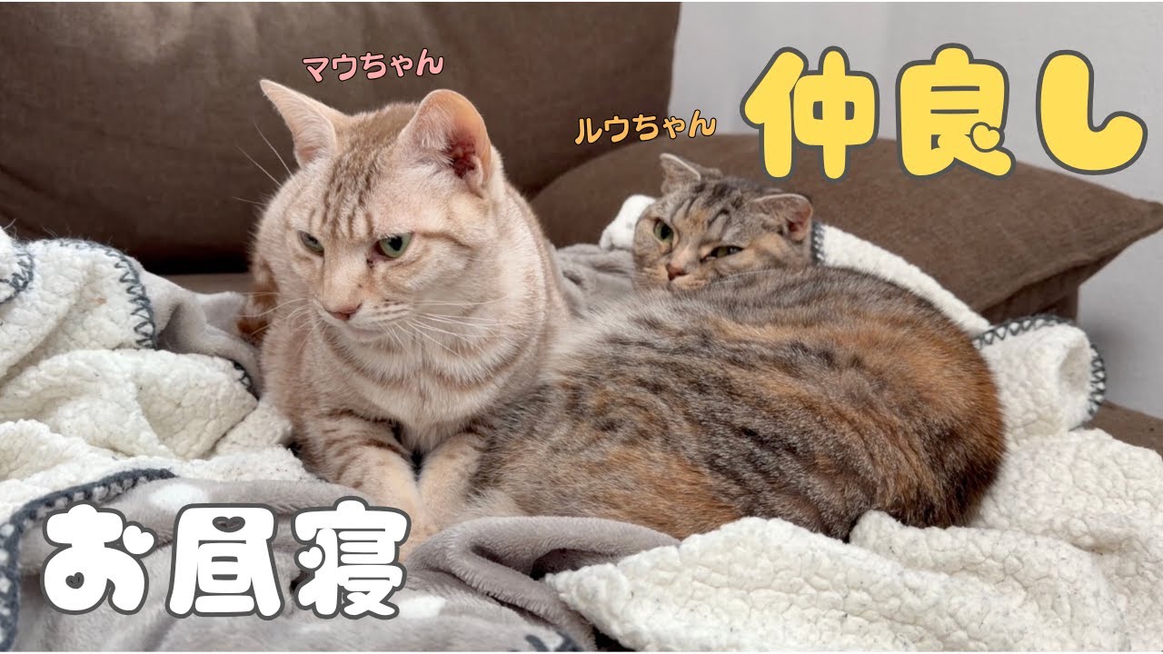 仲良しのマウちゃんとルウちゃん