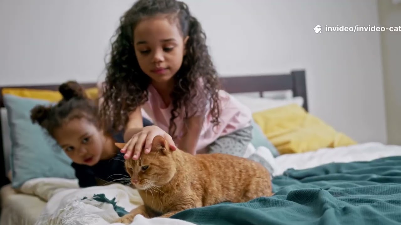 Why Cats Aren't Toys: The Truth Every Owner Needs.