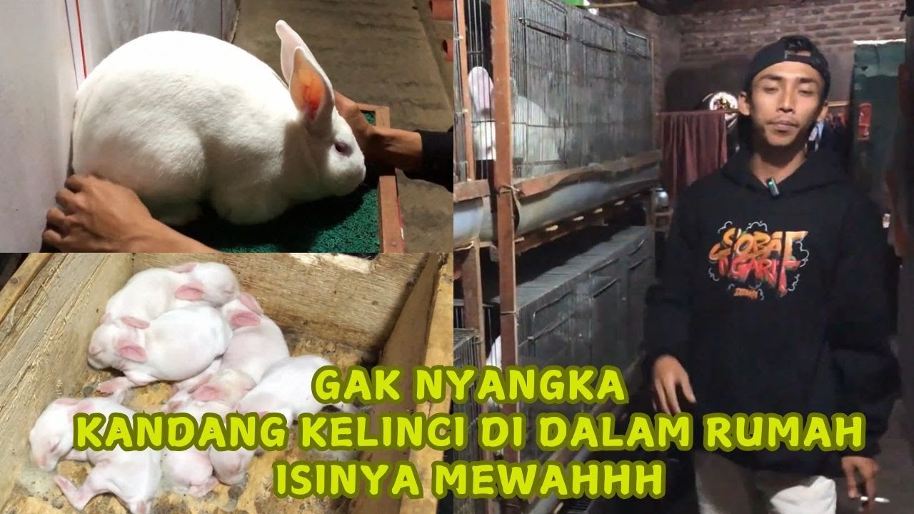 PART I. RAHASIA SUKSES TERNAK KELINCI DAN HASILKAN PULUHAN JUTA RUPIAH PERBULAN