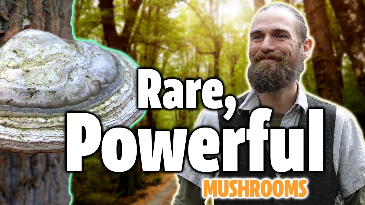 Everything Happens Because Of The Mushrooms, And It's Awesome (feat. Yarrow Willard and an Agarikon)