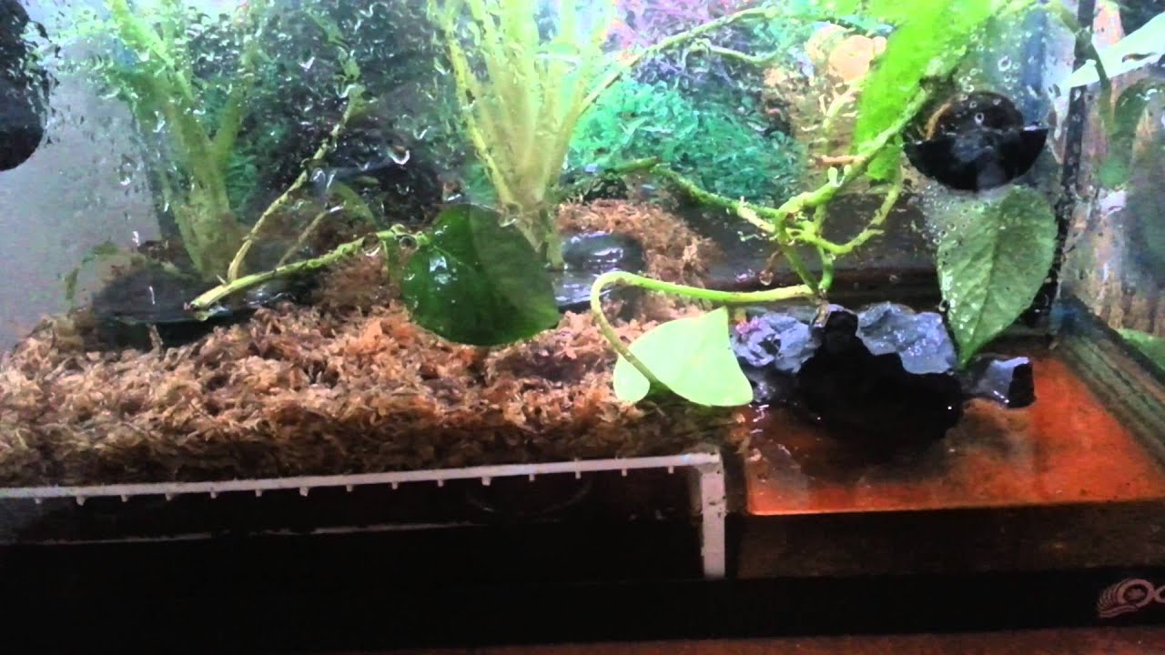Red Eye Tree Frog Rain Tank