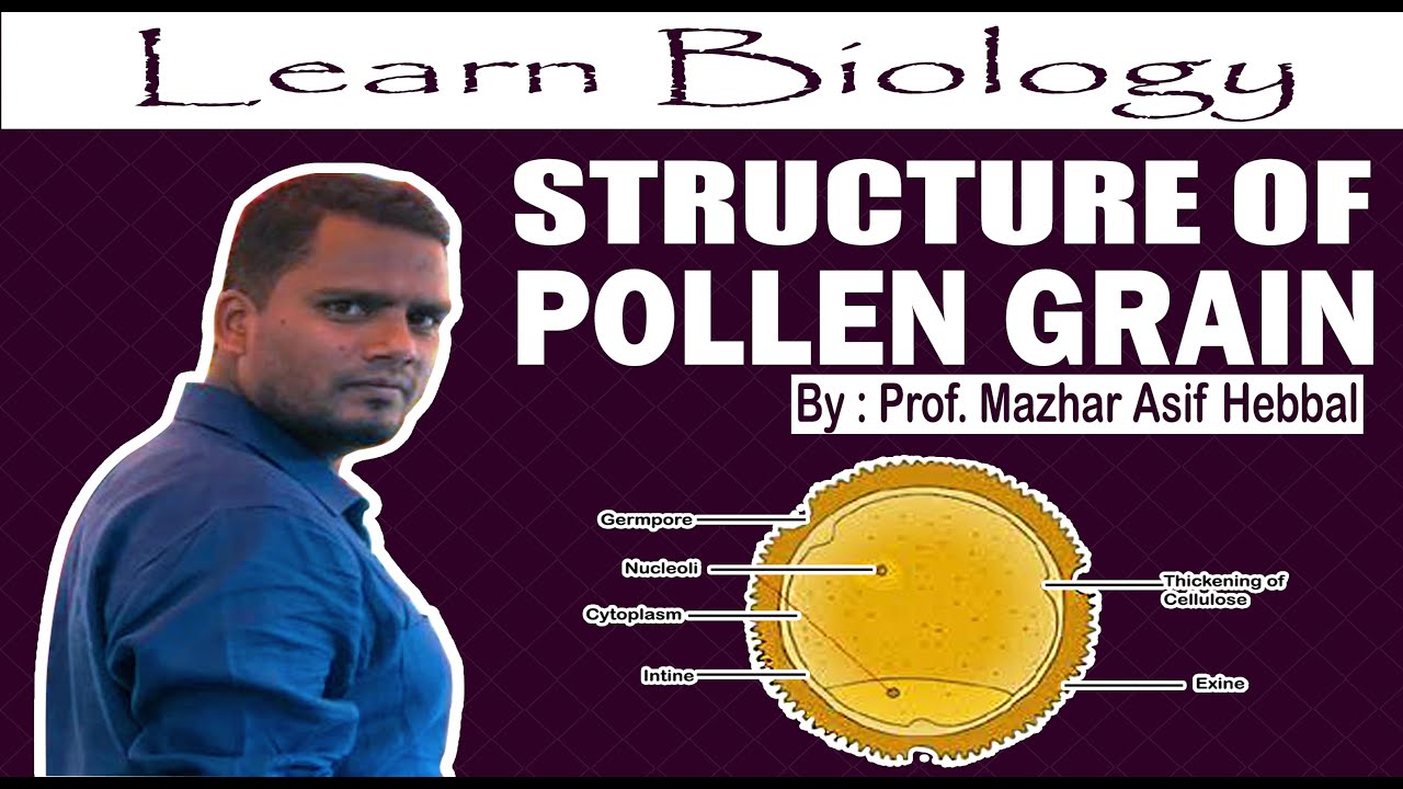 structure of pollen grain by Mazhar Asif